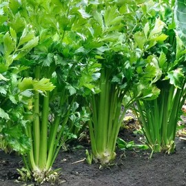 Greek Parsley Seeds, Pack of 1000 Parsley Seeds for Planting