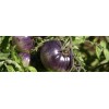 BLUE TOMATO * HEALTHFUL * ANTIOXIDANT *