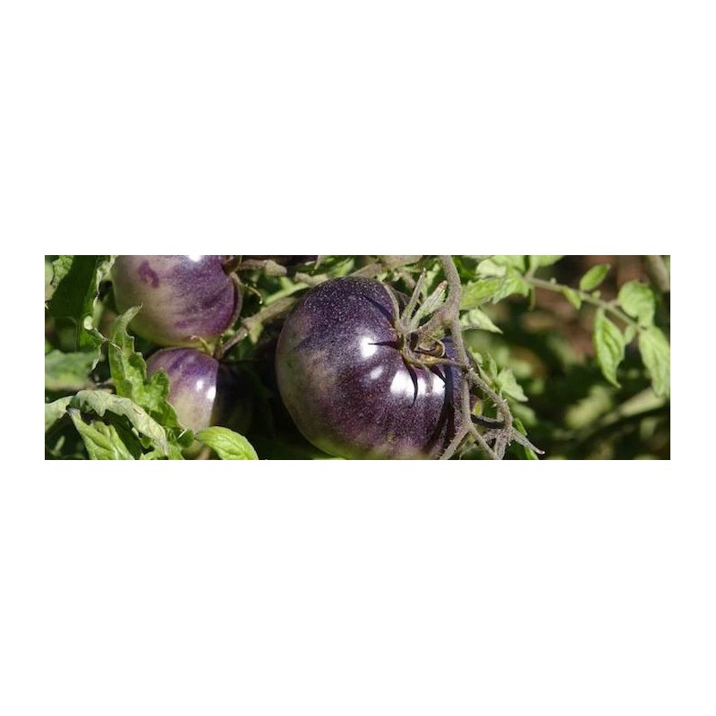 BLUE TOMATO * HEALTHFUL * ANTIOXIDANT *