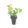Creeping Fig Vine - Ficus Pumila - 20 Live Fully