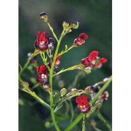 Scrophularia californica | California Bee Plant | 20 Seeds