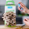 Back to the Roots Organic Oyster Mushroom Grow Kit, Harvest