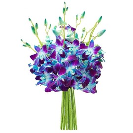 Blooms2Door PRIME NEXT DAY DELIVERY - Fall Collection - Exotic Blue Sapphire Orchid without vase.Gift for Birthday, Thank You, Valentine, Mother’s Day Fresh Flowers