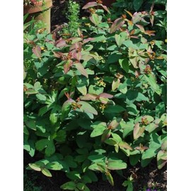 Perennial Farm Marketplace Hypericum a. 'Albury Purple' (St. John's Wort) Perennial, Size-#1 Container, Purplish-Red Leaves with Yellow Flowers