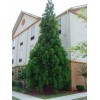 Tree 2 Cryptomeria Yoshino Japanese Cedar Trees - 6-12" Tall