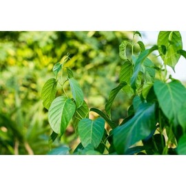 5 Heirloom All Natural Tropical Seeds Gymnema sylvestre 5 Garden Seeds- Gurmar