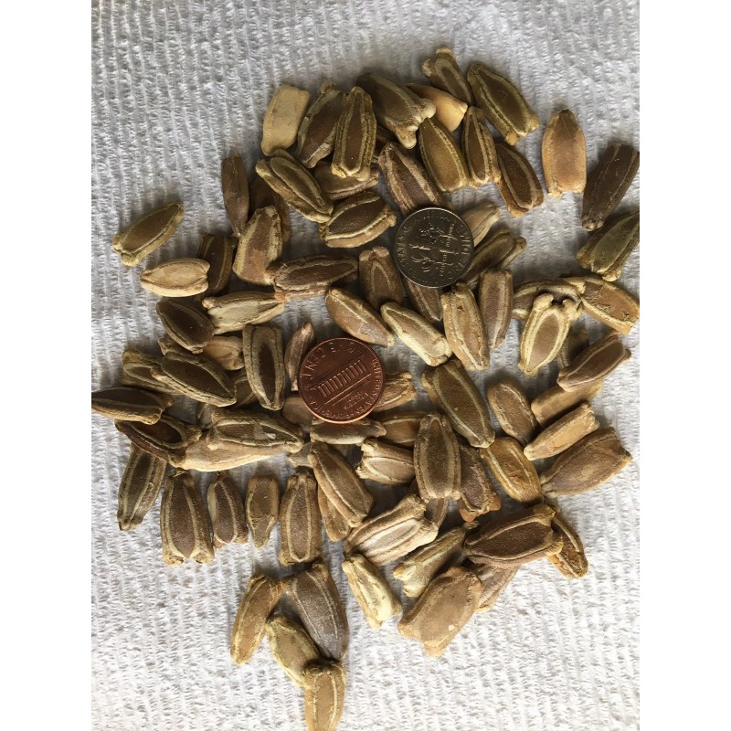 gourd 15 Bushel Gourd seeds; novelty; fun to grow; for