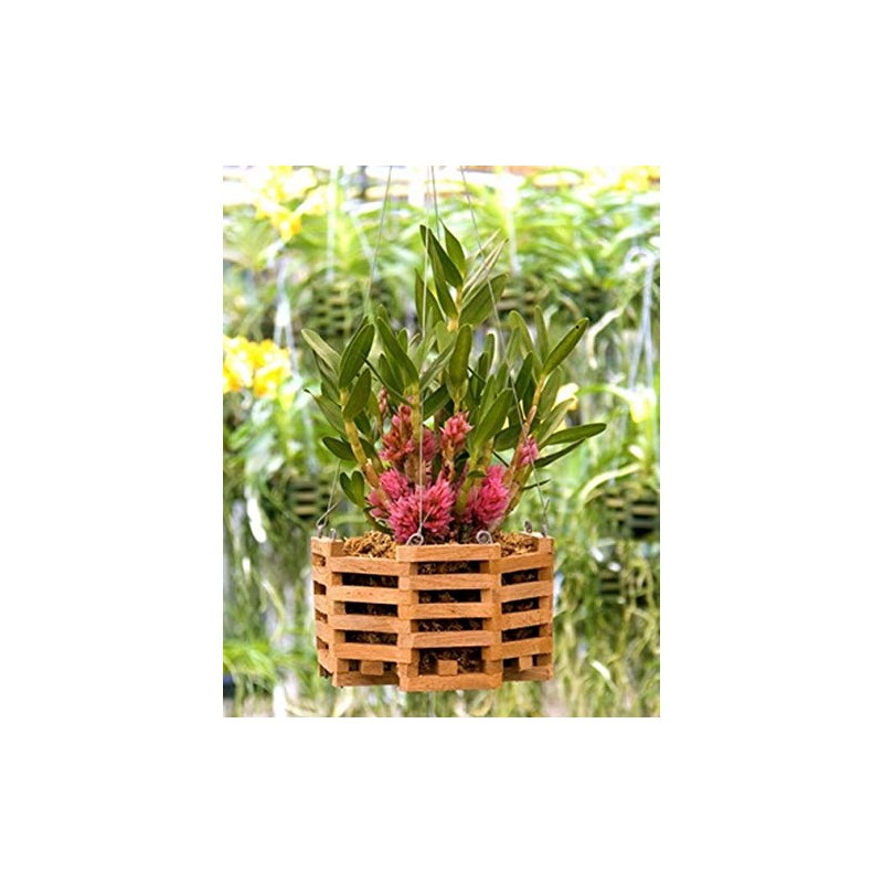 Sun Bulb 51720 Better GRO Octagon Cedar Basket, 8" (Two