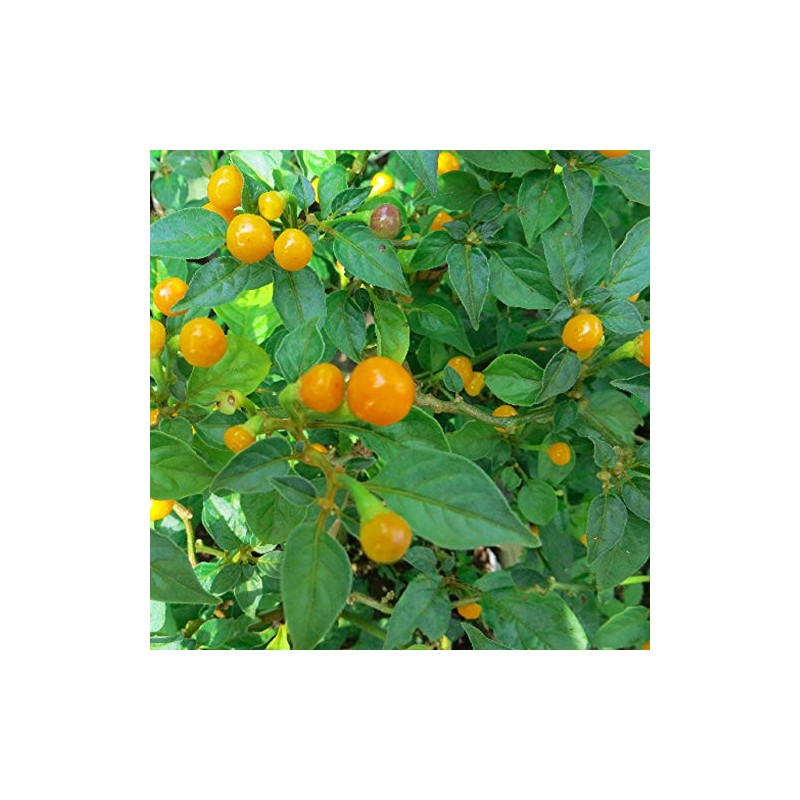 Palm Beach Medicinal Herbs - Aji Charapita Pepper - Packet