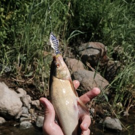 Trout Fishing Lures | Angling Baits for Lake - 3D Realistic Robotic Fishing Lure for Saltwater and Freshwater Trout Catfish