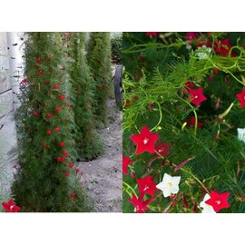 RAISE ME UP: Seeds Cypress Vine Mix Quamoclit Annual Liana Flowers
