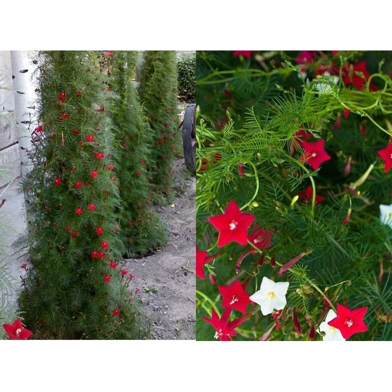 RAISE ME UP: Seeds Cypress Vine Mix Quamoclit Annual Liana