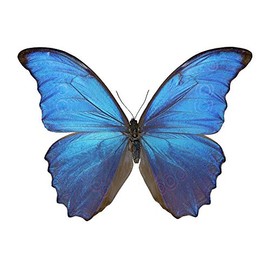 Menelaus Blue Morpho Butterfly Decal - 6" wingspan