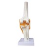 EVOTECH SCIENTIFIC Human Functional Knee Joint Model with Ligament Life