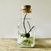 Toss Rocks Marimo Moss Ball Terrarium Kit