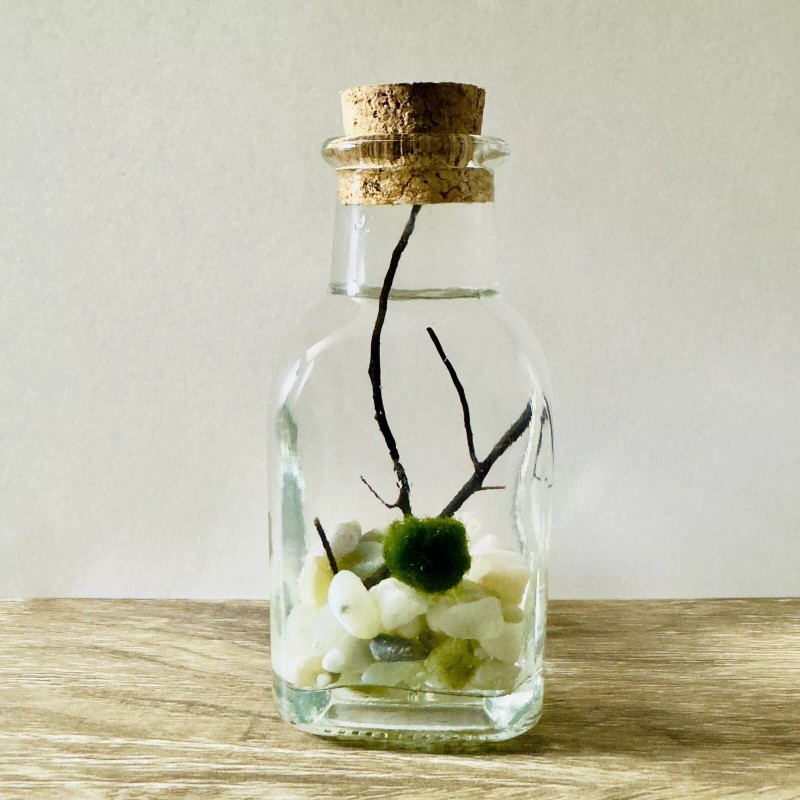 Toss Rocks Marimo Moss Ball Terrarium Kit