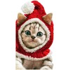 Avanti Press Kitten Wearing Knit Santa Hat Cute Cat Christmas