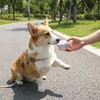 MAQUITA 20 Pack Dog Scent Work Tins Dog Scent Training