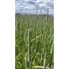 aroura Timothy Hay Heads, Tips, Great Treat For your Small