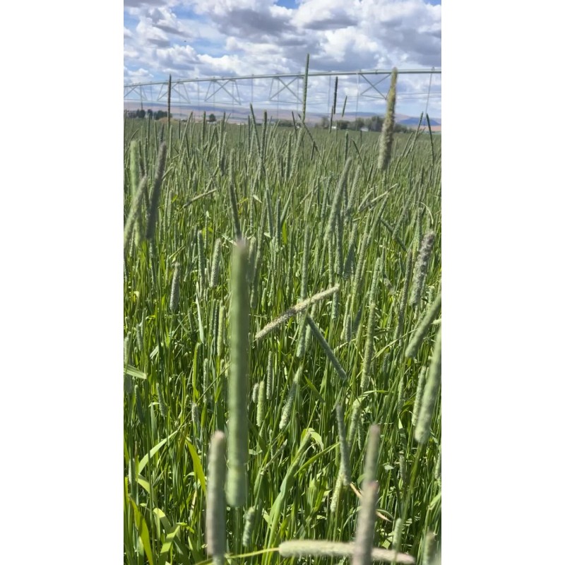 aroura Timothy Hay Heads, Tips, Great Treat For your Small