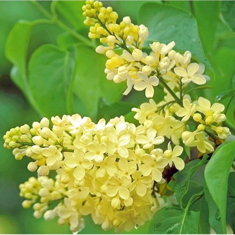 PeavyTailor 50 Yellow Lilac Seeds Fragrant Flower Shrub Bush Japanese
