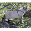 PetSafe Easy Walk Cat Harness & Bungee Lead Blue Cats