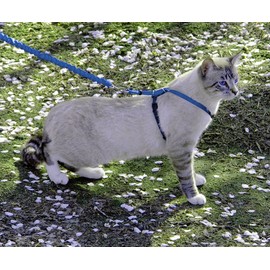 PetSafe Easy Walk Cat Harness & Bungee Lead Blue Cats Medium