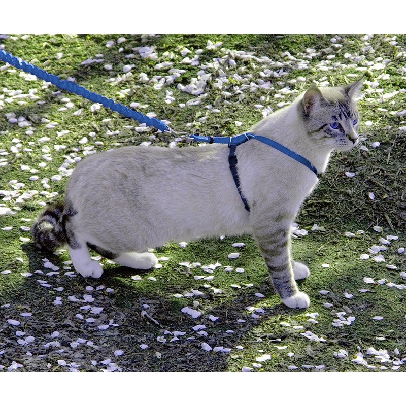 PetSafe Easy Walk Cat Harness & Bungee Lead Blue Cats