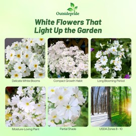Outsidepride White Fairy Primrose Seeds - 1000 Pcs Perennial, Hardy, Easy to Grow & Low Maintenance Flower Seeds for Planting Vibrant Soft Blooms, for Containers, Borders & Erosion Control