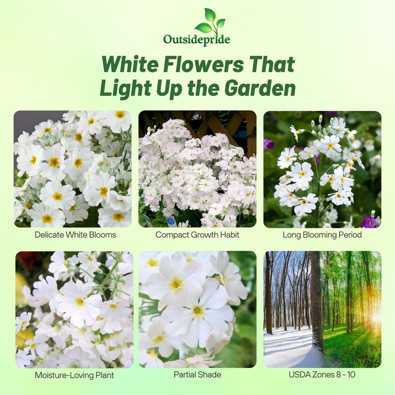 Outsidepride White Fairy Primrose Seeds - 1000 Pcs Perennial, Hardy,