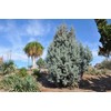 Arizona Blue Ice Cypress | 1 Large Gallon Size Tree