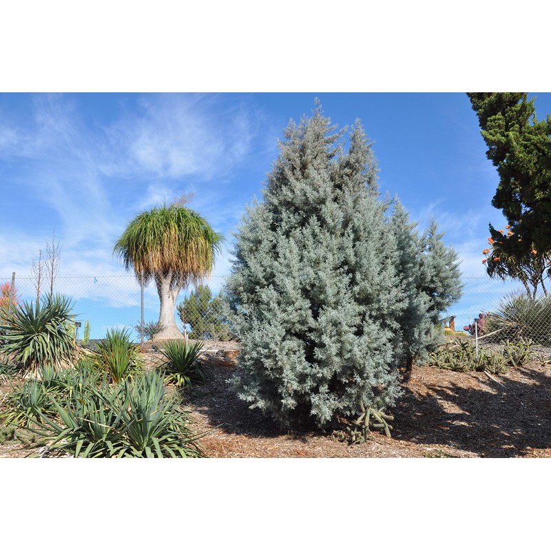 Arizona Blue Ice Cypress | 1 Large Gallon Size Tree