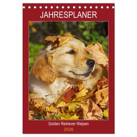 Jahresplaner Golden Retriever Welpen (Tischkalender 2026 DIN A5 hoch), CALVENDO Monatskalender: Entzückende Golden Retriever Welpen begleiten uns durch das Jahr (CALVENDO Tiere)
