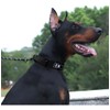 UNA MASCOTA Collar Táctico para Perros - Seguridad y Comodidad