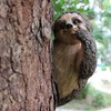 Garden Peeker Sloth Sculptures Lovely Innovative Simulation Resin Waterproof Lasting