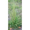 Curly Dock 100 Seeds Fresh Harvest for Garden Fresh Plant