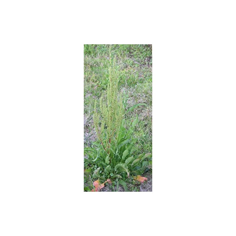 Curly Dock 100 Seeds Fresh Harvest for Garden Fresh Plant