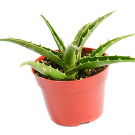 Live Aloe Succulent Plant – Fully Rooted Large 4-Inch Aloe Succulent (Aloe Morning Dew)