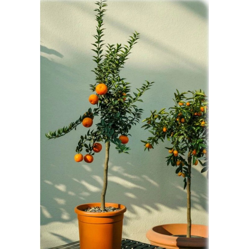 Mightyoaktreenursery.com Myrtle Leaf Orange 14-20” tall (Citrus myrtifolia) Chinotto 2.5"