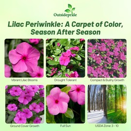 Outsidepride Cascade Lilac Periwinkle Seeds for Planting – 50 Pcs Annual, Fast-Blooming, Heat & Drought Tolerant Vinca Flower Seeds with Vibrant Colors Ideal for Gardens, Beds, Borders & Containers