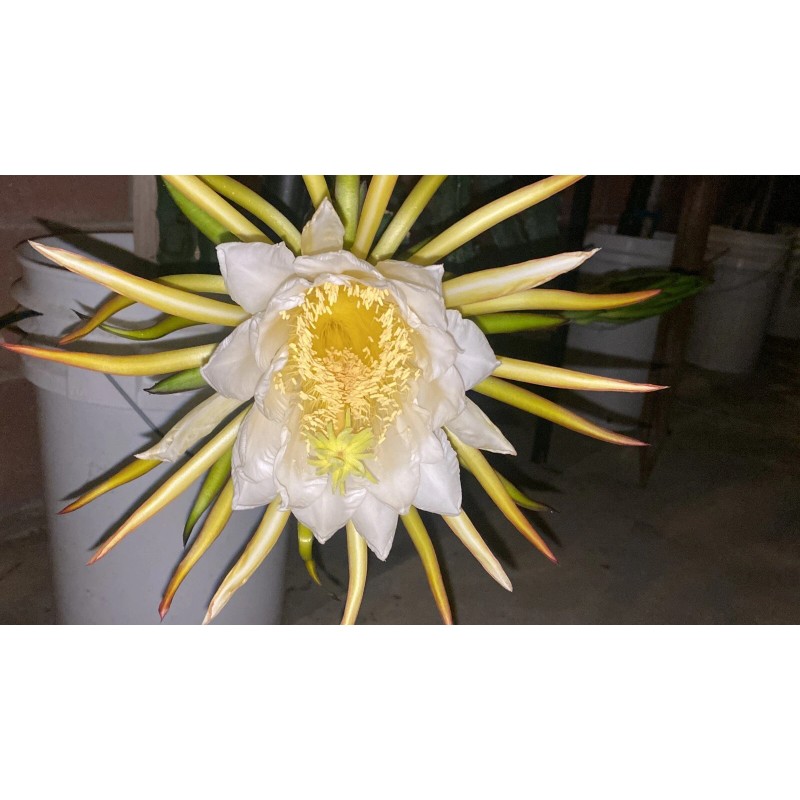 ORGANICO One Vietnamese read DRAGON FRUIT CUTTING 8- 12 Inches