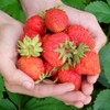 Evie-2 Strawberry Plants - High Production, Lots of Strawberries -