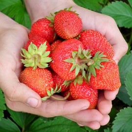 Evie-2 Strawberry Plants - High Production, Lots of Strawberries - Bare Root Strawberry Plants from Hand Picked Nursery (25)