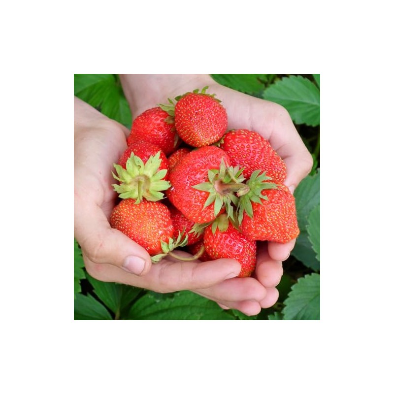 Evie-2 Strawberry Plants - High Production, Lots of Strawberries -