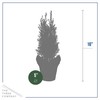 Live Dark Green Cypress Tree - Tabletop Decoration - 12"