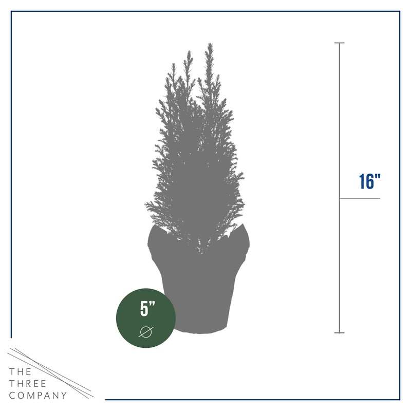 Live Dark Green Cypress Tree - Tabletop Decoration - 12"