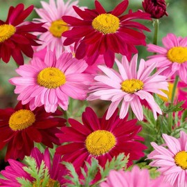 1000+ Pyrethrum Tanacetum coccineum - Flower Garden Seeds - Perennial Flower Seeds