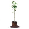 SHINSEIKI Asian PEAR Tree - Size: 4-5 ft, Live Fruit