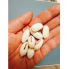 200g roasted small bean tea 200g roasted small bean tea