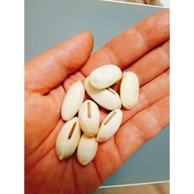 200g roasted small bean tea 200g roasted small bean tea